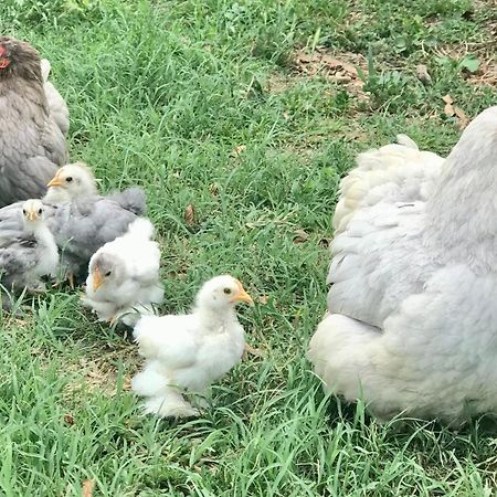 Appartamento in cascina - la cascinetta di Ali'- Roatto Esterno foto