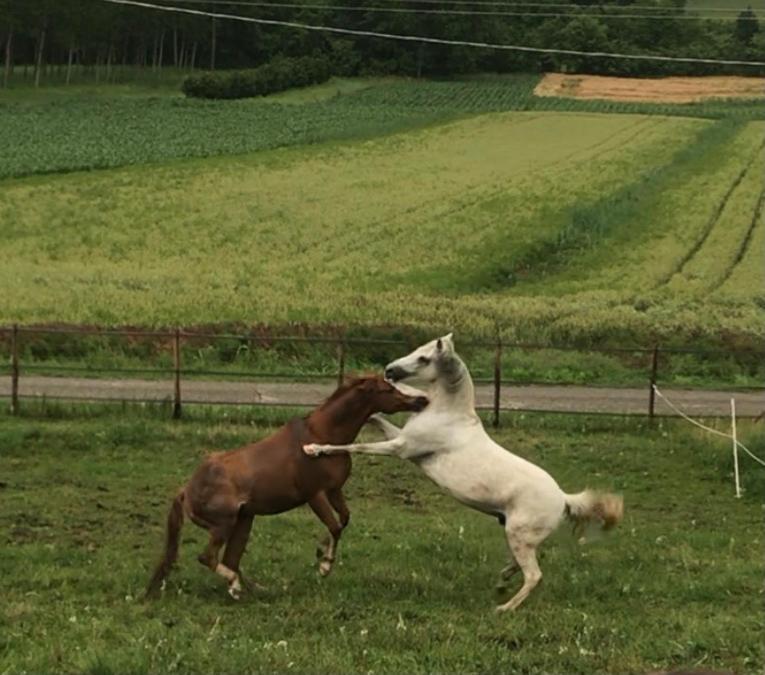 Appartamento in cascina - la cascinetta di Ali'- Roatto Esterno foto