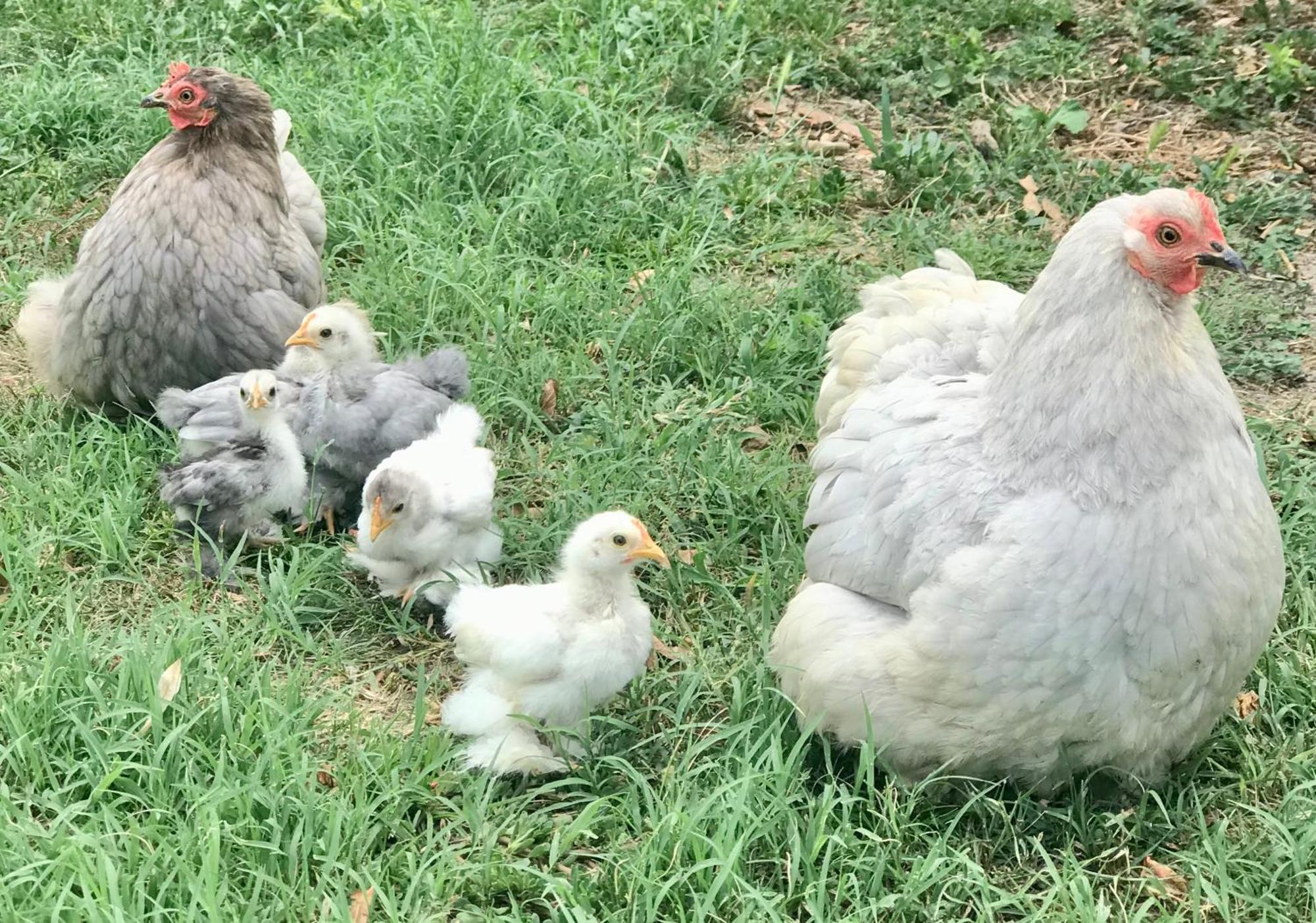 Appartamento in cascina - la cascinetta di Ali'- Roatto Esterno foto